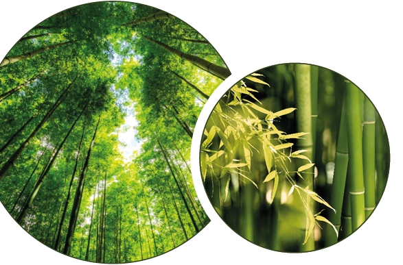 aconnic: Carbon Capturing & Bio Energy - Bamboo